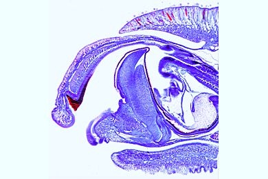 Mikropräparat - Schnecke, Kopfteil mit Radula, sagittal längs
