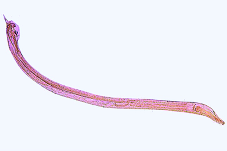 Mikropräparat - Heterakis spumosa, Eingeweidewurm der Ratte, Männchen oder Weibchen total