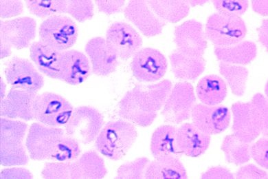 Mikropräparat - Babesia canis, Erreger der Piroplasmose, Blutausstrich