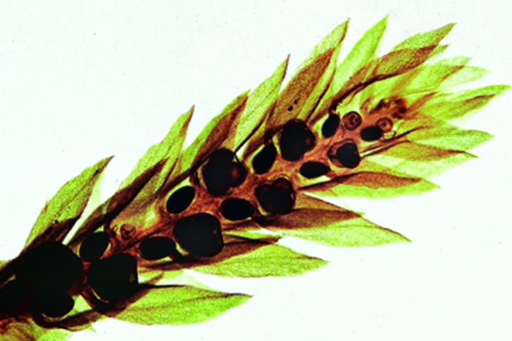 Mikropräparat - Selaginella, Sporophyllstand, total