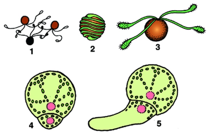 Mikropräparat - Equisetum, Sporen mit Prothallienbildung (Vorkeim) total *
