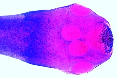 Mikropräparat - Taenia pisiformis, Scolex (Kopf), total *