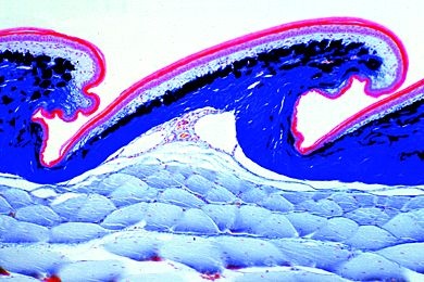 Mikropräparat - Lacerta, Haut mit Schuppen, sagittal längs