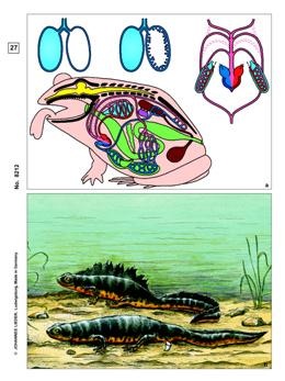 Frosch Histologie (Rana), Basissatz von 12 Einheiten, Lehrerpake