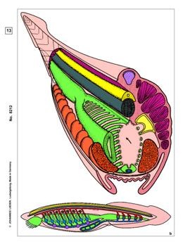 Embryologie und Entwicklung der Tiere, Basissatz von 6 Einheiten