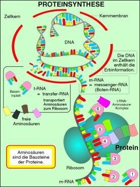 Transparentsatz Proteinsynthese