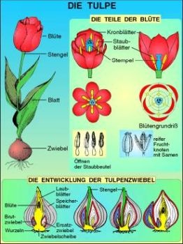 Transparentsatz Die Tulpe: Blüte, Zwiebel