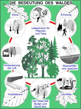 Transparentsatz Die Bedeutung des Waldes