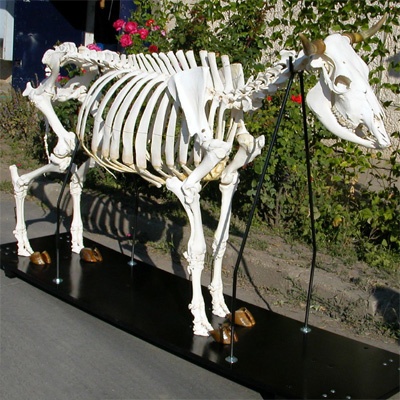 Rinderskelett (Bos taurus), ohne Hörner, artikuliert