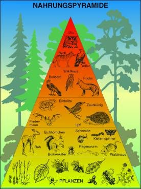 Transparentsatz Nahrungspyramide im Wald