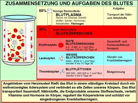 Transparentsatz Blut,- Bestandteile und Aufgaben