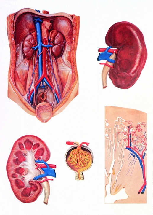 Anatomische Wandkarte Die Niere