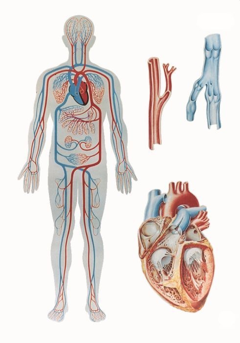Anatomische Wandkarte Blutkreislauf des Menschen