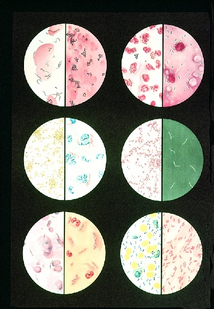 Anatomische Wandkarte Bakterien