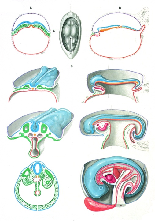 Anatomische Wandkarte Embryologie II