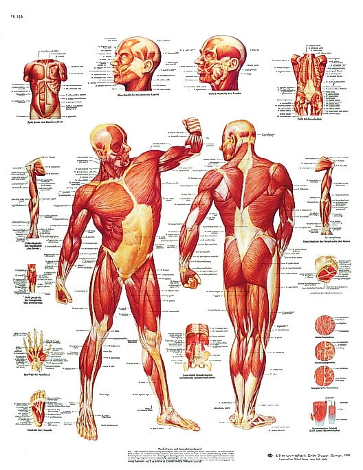Anatomische Lehrtafel, Die Menschliche Muskulatur