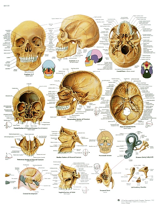 Anatomische Lehrtafel, Der menschliche Schädel