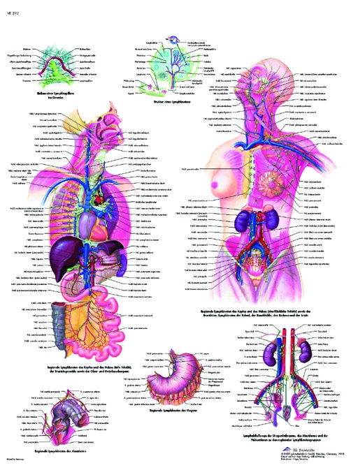 Anatomische Lehrtafel, Das Lymphatische System