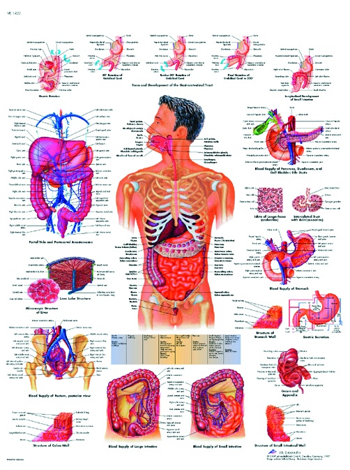 Anatomische Lehrtafel, Das Verdauungssystem