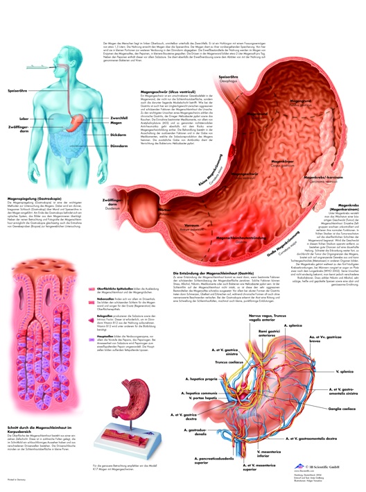 Anatomische Lehrtafel, Der Magen