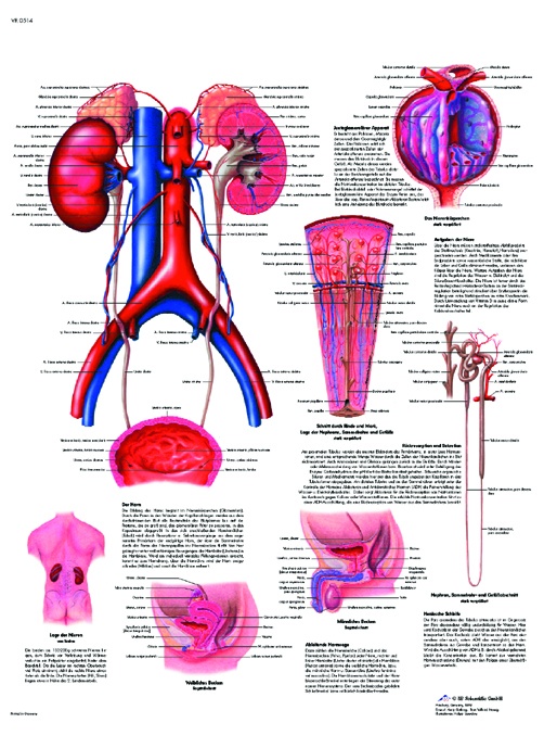 Anatomische Lehrtafel, Das Harnsystem Anatomie und Physiologie