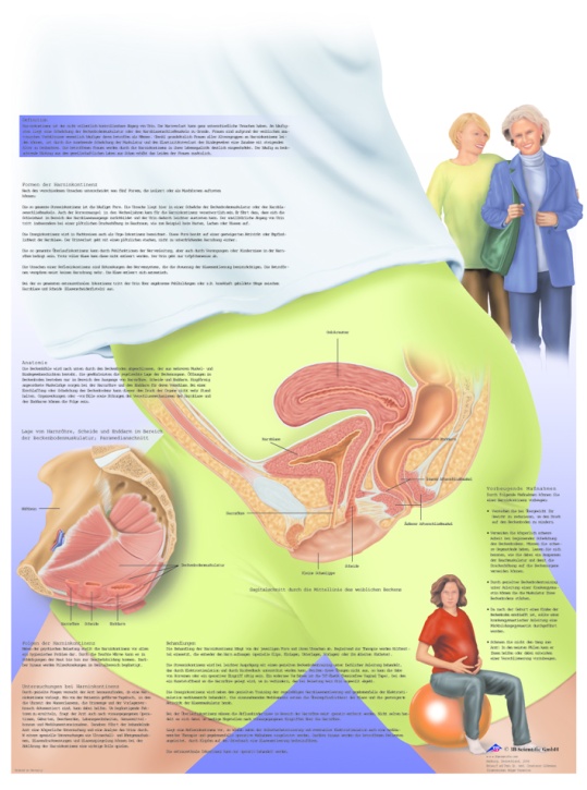 Anatomische Lehrtafel, Die Harninkontinenz der Frau