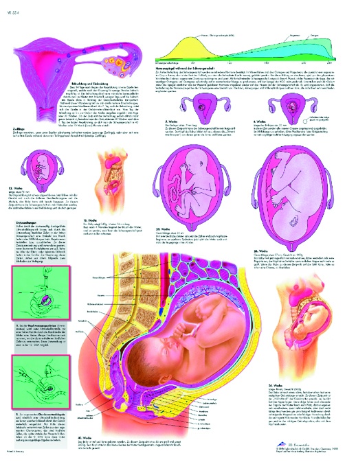 Anatomische Lehrtafel, Schwangerschaft