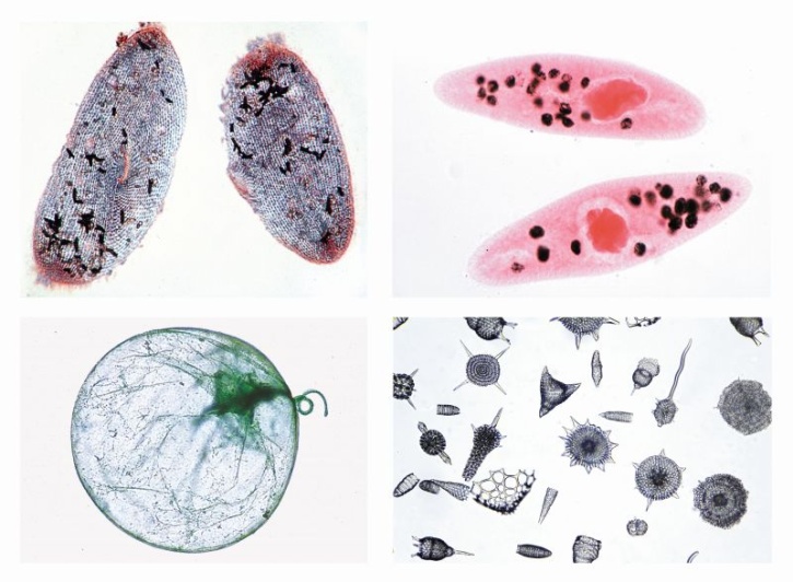 Mikropräparate in Serie - Einzeller (Protozoa),  10 Präparate