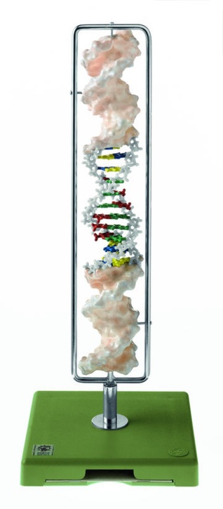 Modell DNA-Doppelhelix, Typ B-DNA