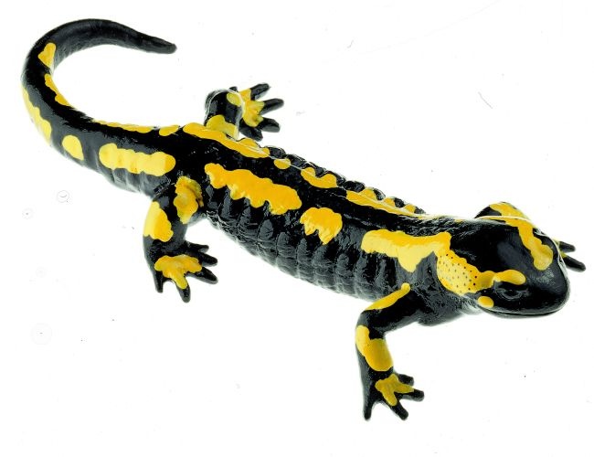 Modell Gebänderter Feuersalamander, Weiblich Salamandra s. Tierplastik
