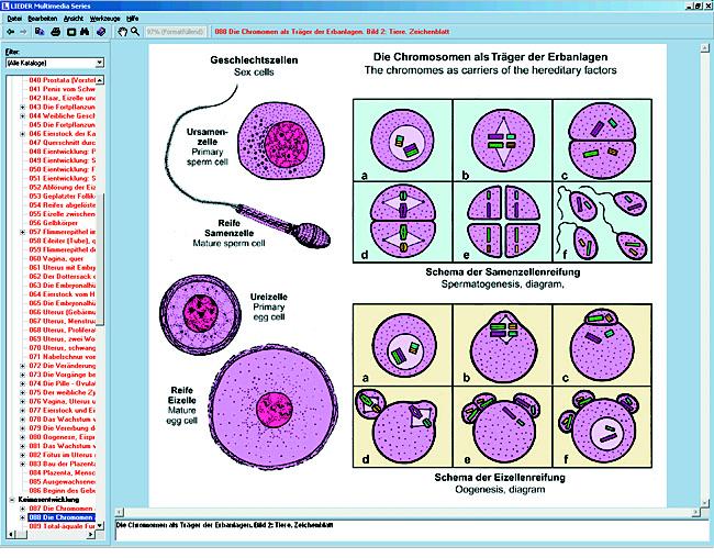 Zellenlehre Und Molekularbiologie, Interaktive CD-ROM