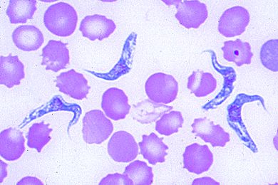 Mikropräparat Trypanosoma equiperdum, Beschälseuche (Dourine) der