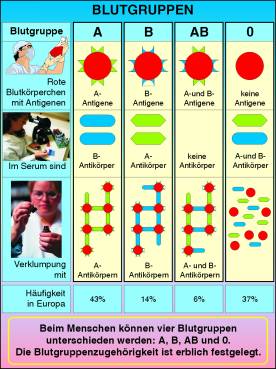 Transparentsatz Blutgruppen, Rhesusfaktor, Blutübertragung-T8059av