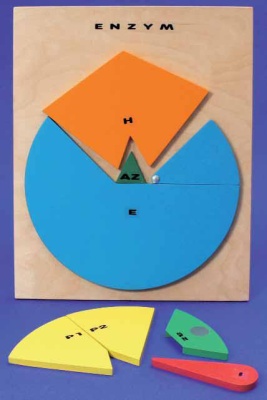 Enzymmodell mit Stativ nach Mülheims