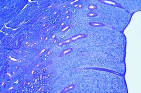 Mikropräparat - Uterus vom Kaninchen, quer, Schleimhaut, Muskelschichten