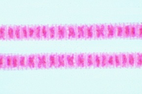 Mikropräparat - Oscillatoria, fadenförmige Blaualge