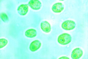 Mikropräparat - Chlamydomonas, einzellige Geißelalge