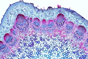 Mikropräparat - Helianthus, Sonnenblume, typischer dikotyler Stamm, quer