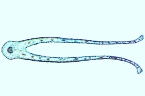 Mikropräparat - Dionaea, Venusfliegenfalle, Fangblatt quer