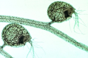 Mikropräparat - Utricularia, Wasserschlauch, Fangblase total