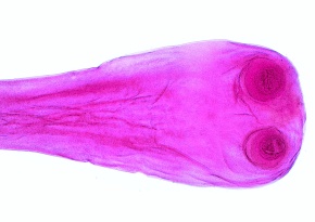 Mikropräparat - Taenia oder Moniezia, Bandwurm, Scolex (Kopf) mit Saugnäpfen