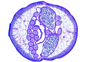 Mikropräparat - Ascaris lumbricoides, Spulwurm, Querschnitt durch die Geschlechtsregion vom Weibchen