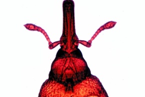 Mikropräparat - Rüsselkäfer (Curculionidae), Kopf mit Mundwerkzeugen und geknieten Fühlern, total