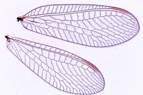Mikropräparat - Chrysopa, Florfliege, Flügel eines Netzflüglers, total