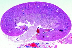 Mikropräparat - Niere der Maus, sagittal längs, mit Nierenbecken