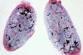 Mikropräparat - Pantoffeltierchen, Paramaecium, neuroformatives System versilbert