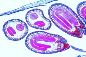 Mikropräparat - Hirtentäschel, Capsella, Embryonen längs