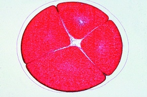 Mikropräparat - Froschentwicklung, Vierzellen-Stadium, quer