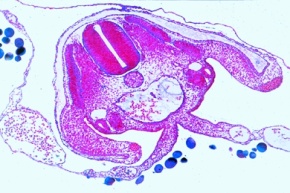 Mikropräparat - Huhnentwicklung, Embryo 72 Stunden alt, quer
