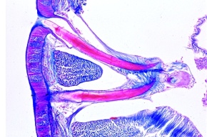 Mikropräparat - Regenwurm, Körpermitte (Typhlosolisregion), sagittal
